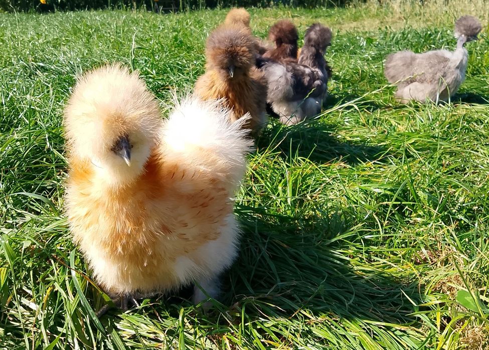 Jajka/Jaja lęgowe kur  silki jedwabiste silka lokowana satynowa