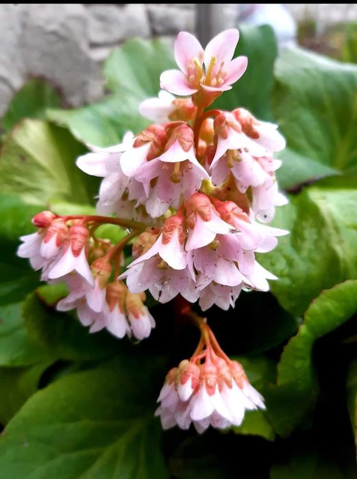 Продам хости і рослини для тіні