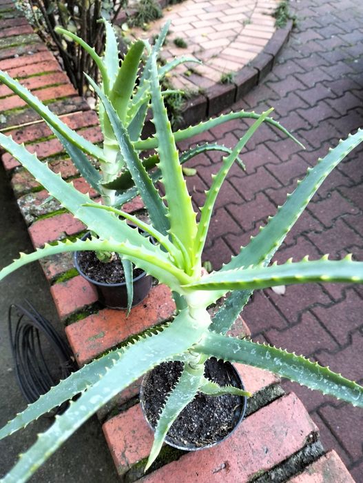 aloe vera and moisturizer Aloe Vera Hydrating Moisturizer by Aloderma