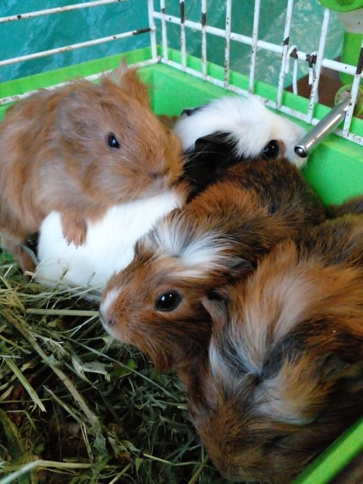 Новое пополнение свинок!