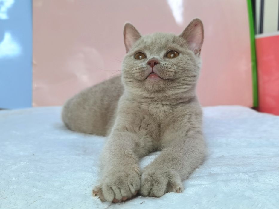 ФАВН(осветленный циннамон) кошечка с родословной ВЦФ