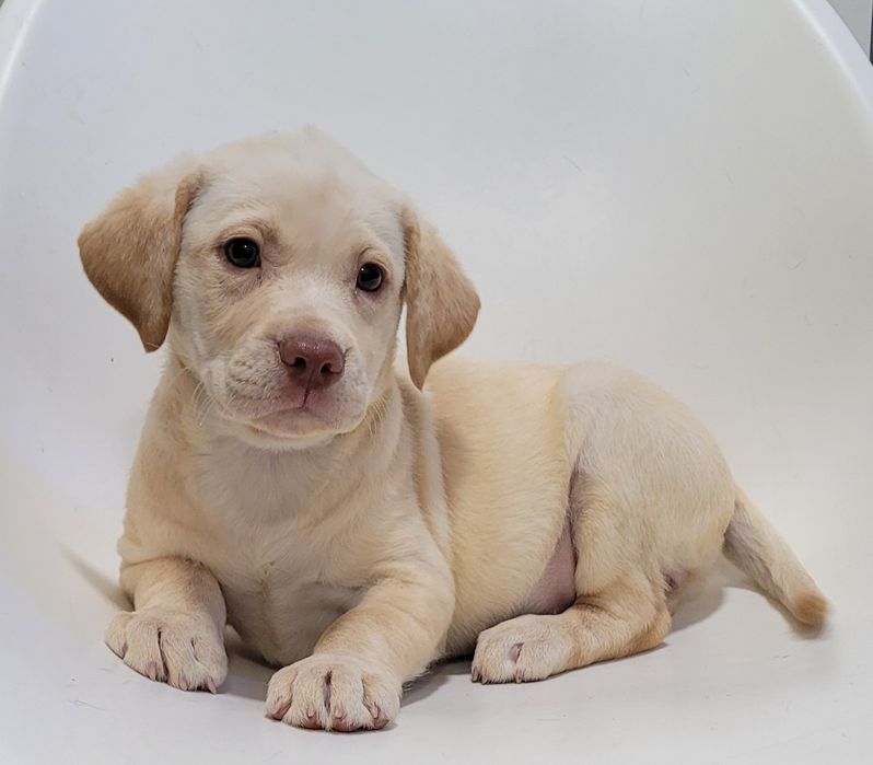 Femea labrador bege