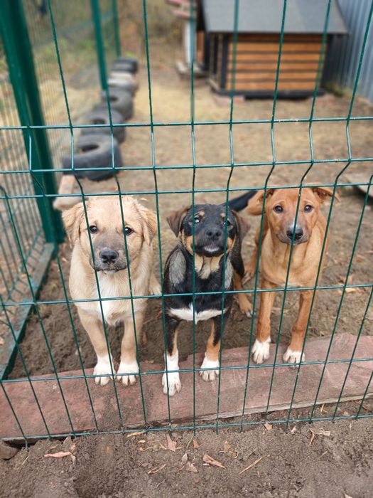 Дівчинка Тайра 7  місяців