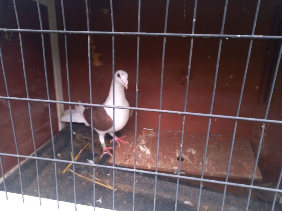 Śląskie tarczowe czerwone, żółte,czarne,2025