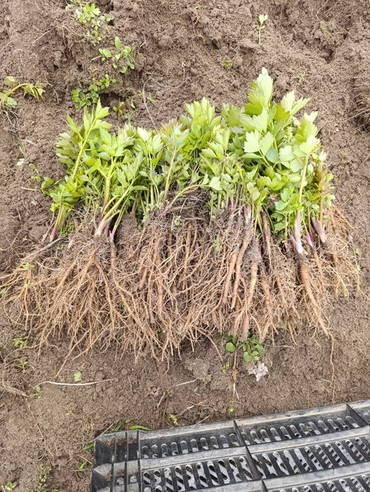 Sprzedam sadzonki lubczyku