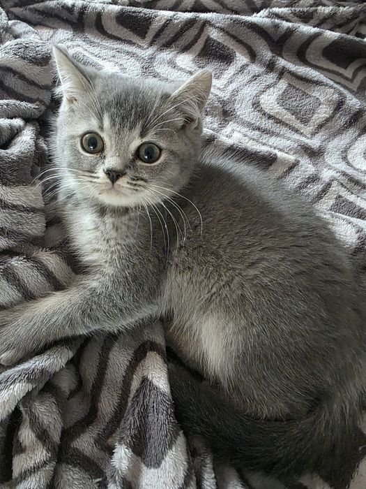 Harris kocurek brytyjski niebieski wysrebrzany SHK