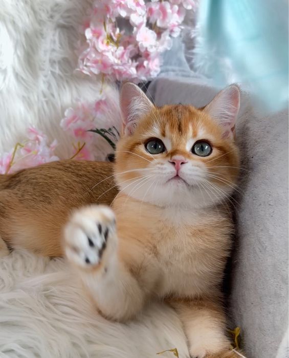 Золота шиншилла, шикарний малиш