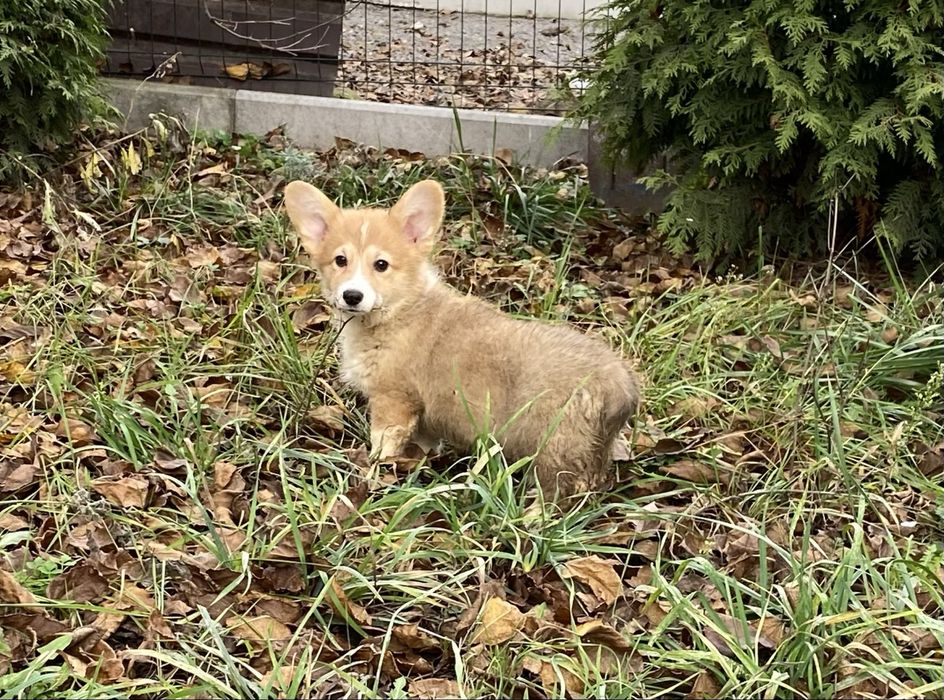 Вельш коргі пемброк бобтейл дівчинка