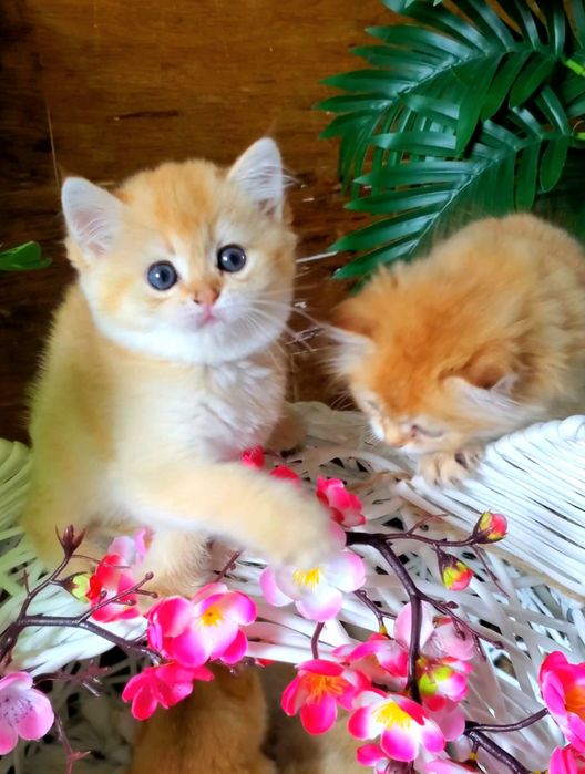 Плюшевые дети. Ласковые и ручные котята золотая шиншилла.