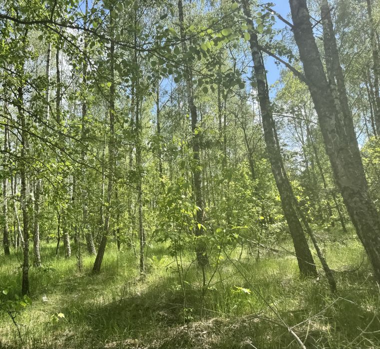 Земля у лісі під забудову Дзвінкове 3,25 га!