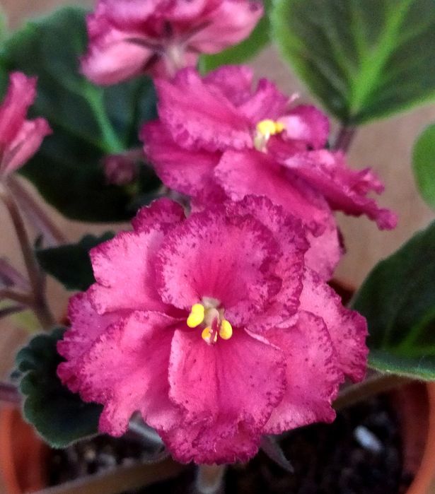 Набір махрових сортів фіалки