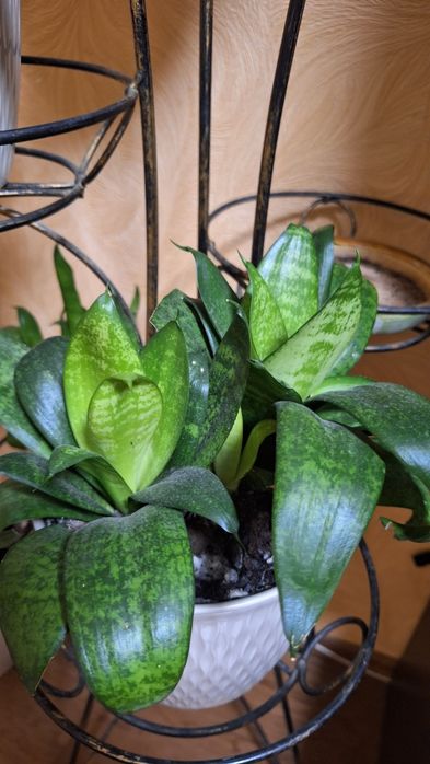 Сансев'єрія, Драцена,