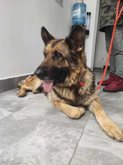 Tycia sunia owczarka szuka domu