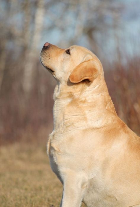 Лабрадор для в'язки