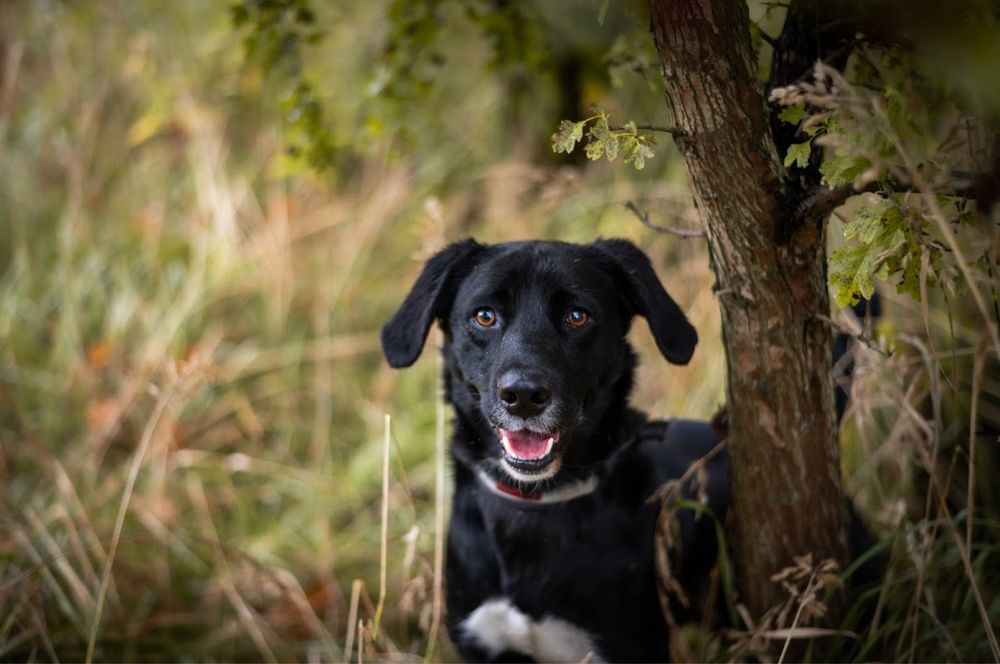 Młody, wesoły, wysportowany czarny pies w typie labradora do adopcji.