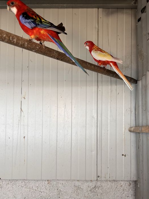 Roselas Opalinas e Rubinas