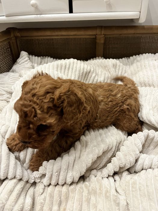 Suczka pudel Toy/Miniatura szczeniak