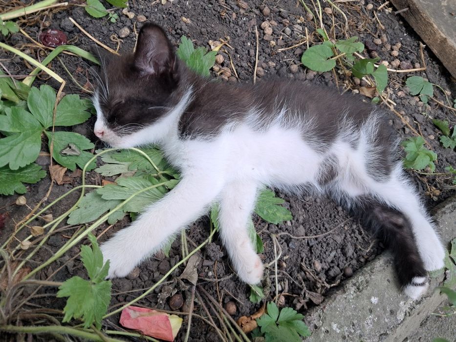 Кошенята котики безкоштовно Мала Виска