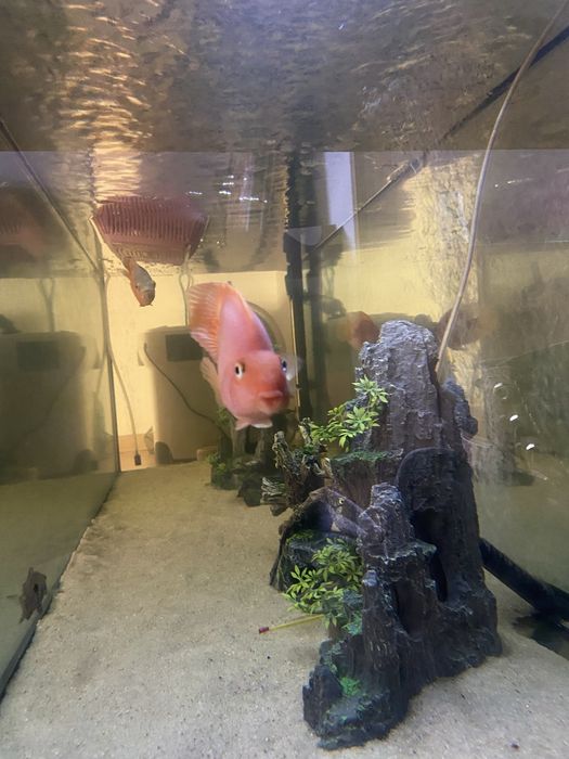 2  peixes papagaio 15cm+\-