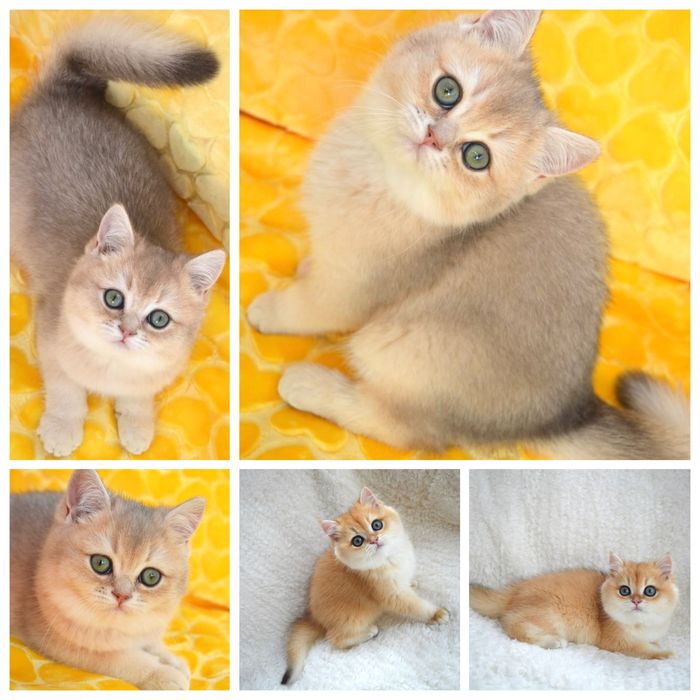 Британська шиншила котята /золоті/голубі