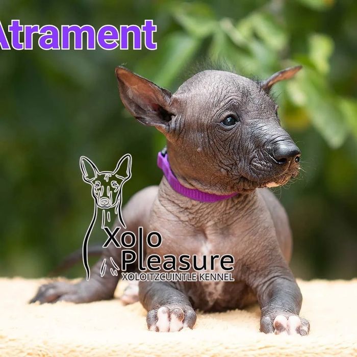 Справжні Ксолоітцкуінтлі, Мексиканський голий собака