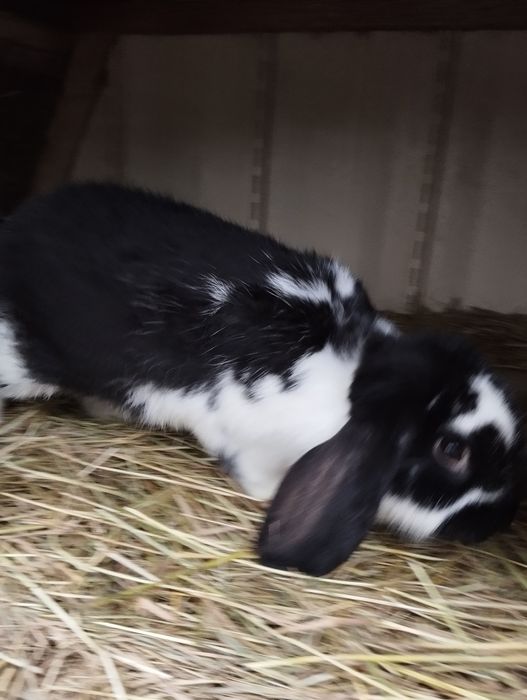 Продам самку французький баран