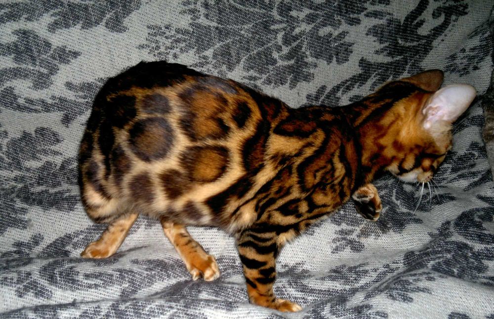 Яскраві бенгальські кошенятка червоне золото BENn24