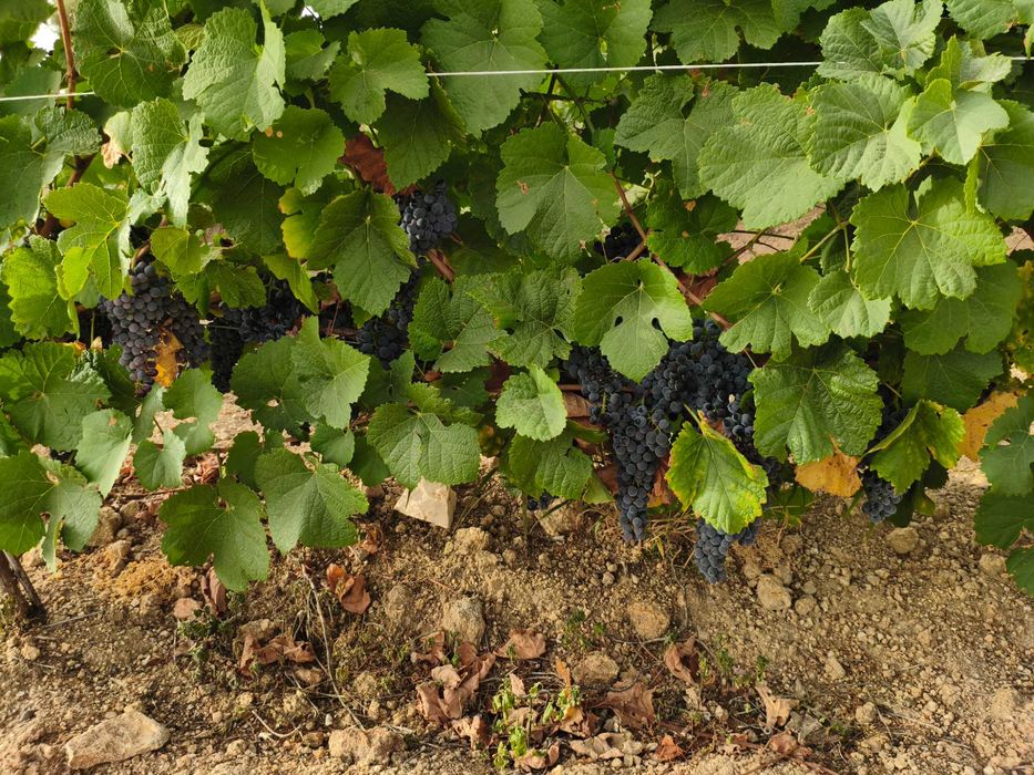 Uvas de boa qualidade