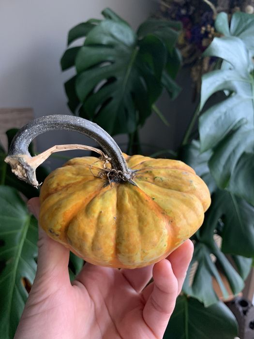 Насіння декоративних гарбузів