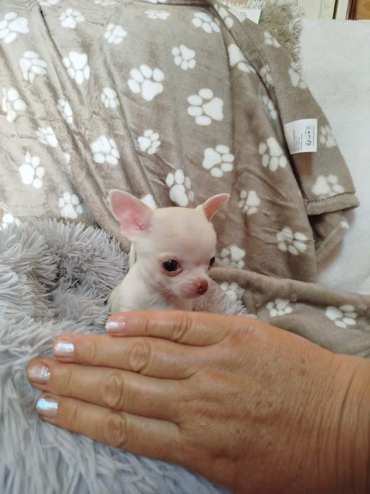 Chihuahua fêmea pelo curto