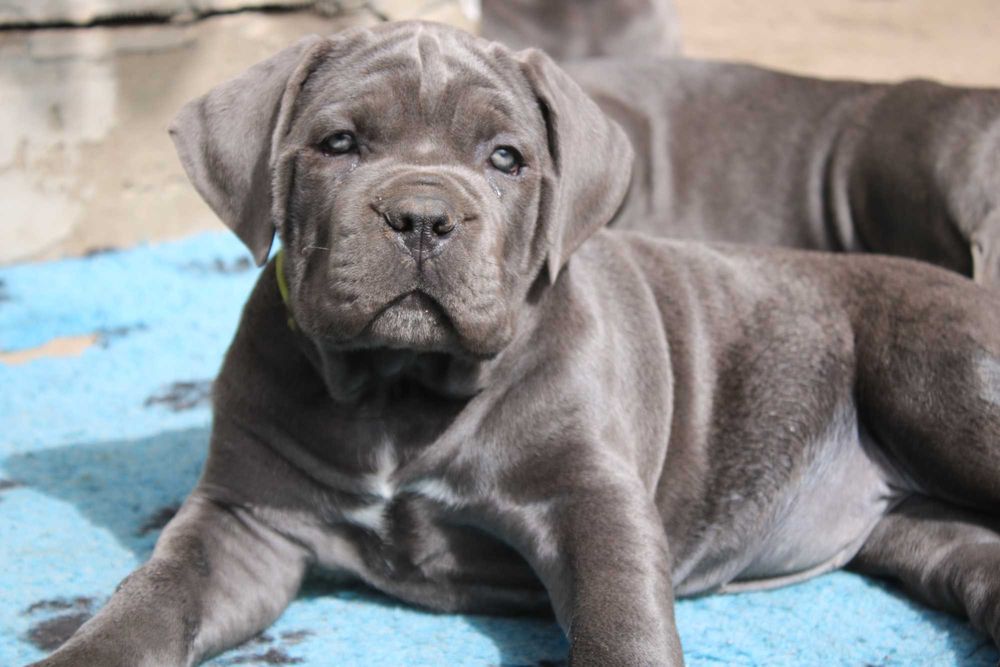 Міць та сила, Кане Корсо, цуценя