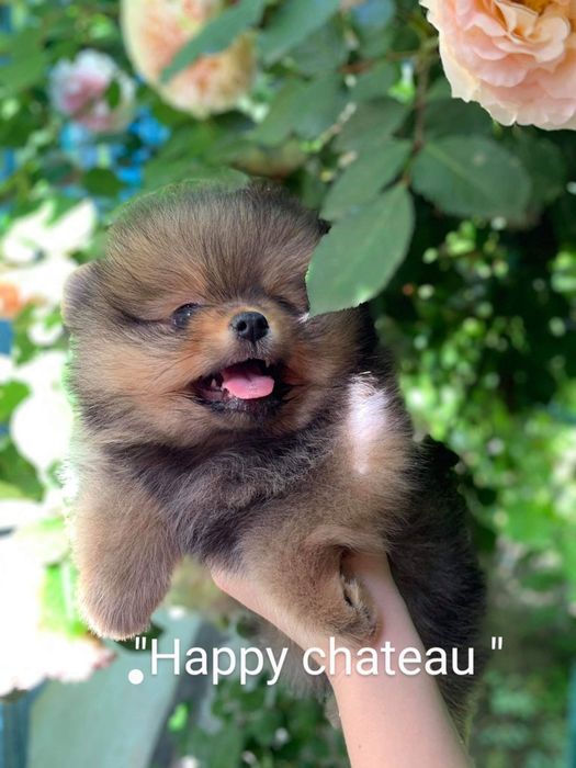 Шпицы малыши док КСУ/ FCI