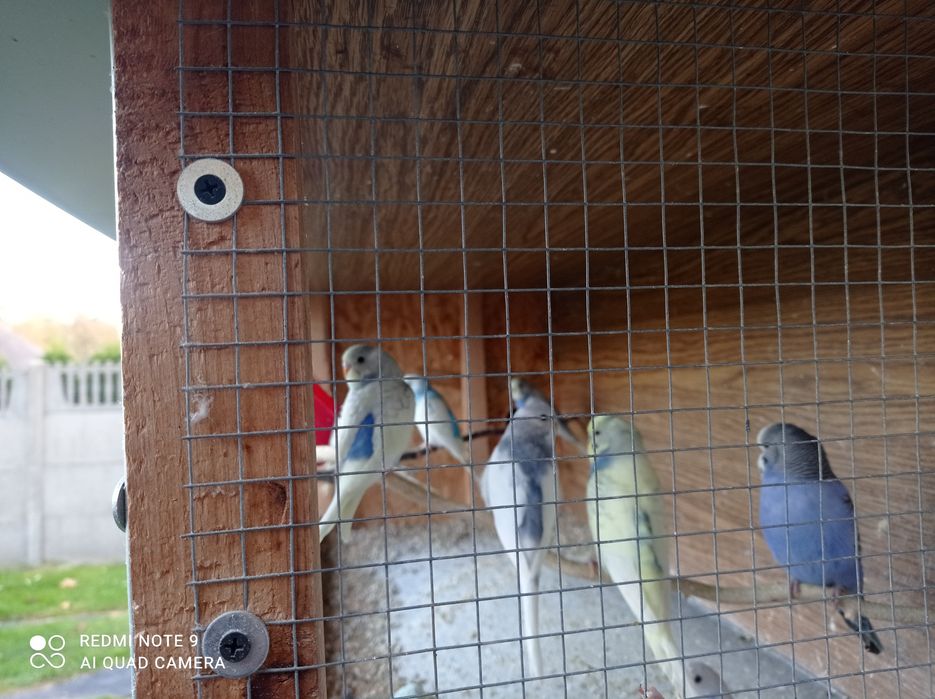 Papugi faliste różne kolory nie tylko te co na zdjęciu.