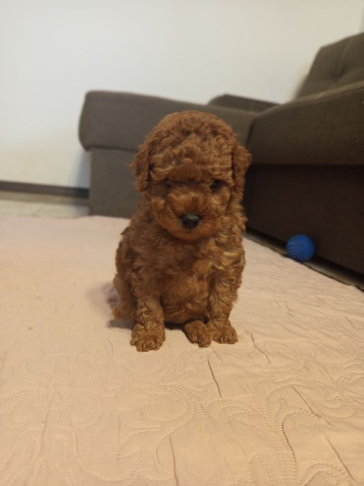 Той Пудель дівчата Редбраун