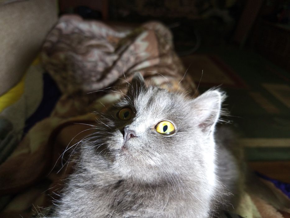 Дуже ніжна і розумна дівчинка в добрі руки.