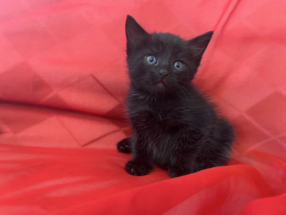 Маленький котенок мальчик в добрые руки