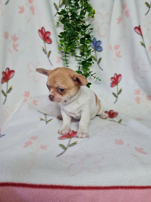 Excecional mini menino Chihuahua.Chiuaua,Qualdd linhagemRussa