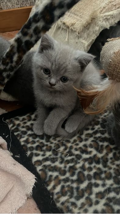 Scottish straight lias com alta qualidade de raça