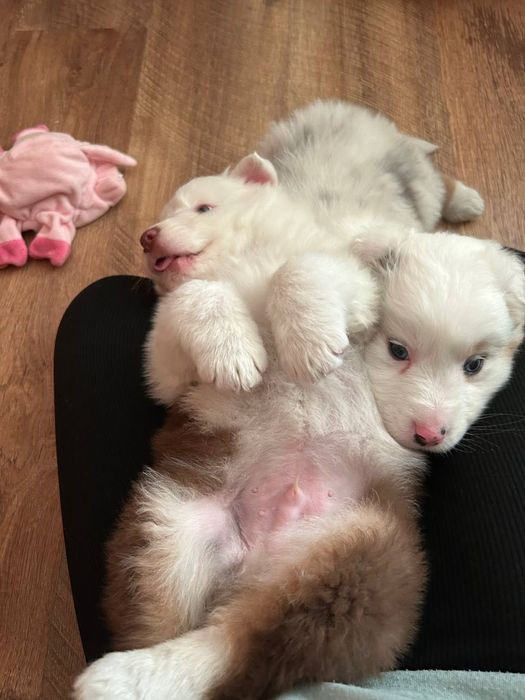 Цецунята Ауссі хлопчики