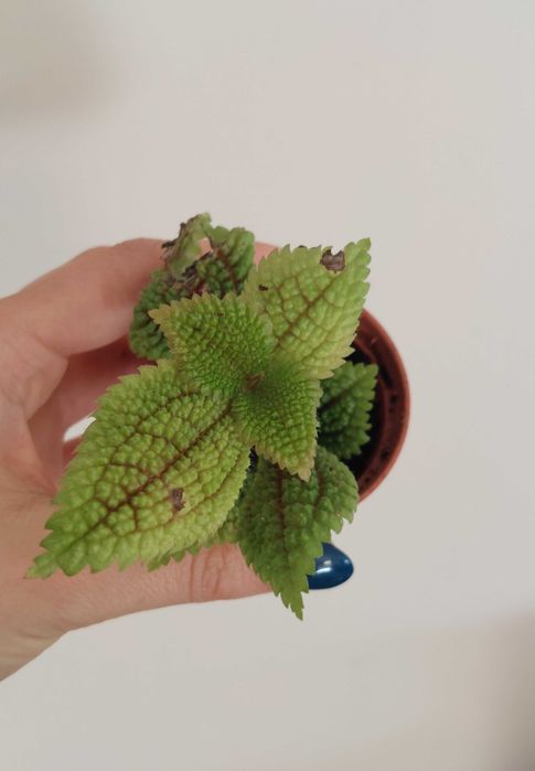 Pilea Moon Valley
