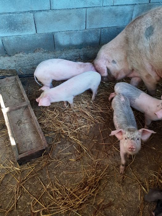 Vendo leitoes bisaros