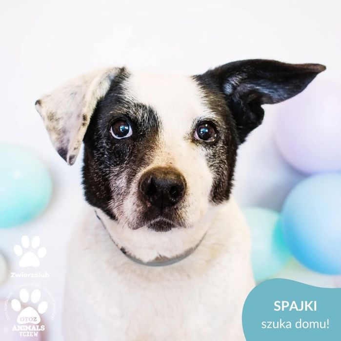 OTOZ TCZEW -SPAJKI - szuka domu!