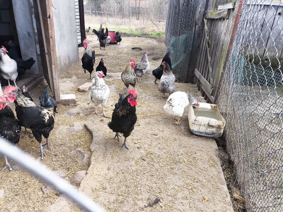 Koguty 5 szt ojciec Ayam Cemani