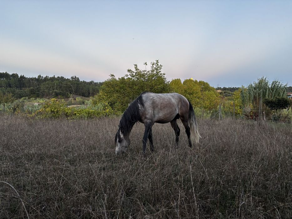 Poldro 3 anos de idade