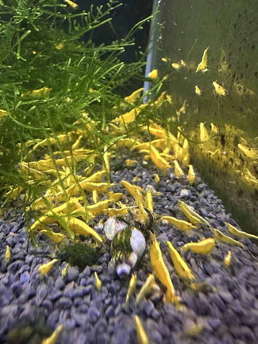 Neocaridinas Yellow Golden Back