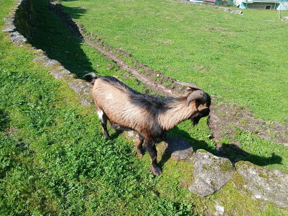 Vendo um chibo anão