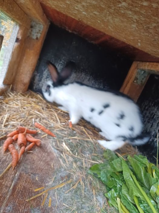 Samiec srokacz niemiecki