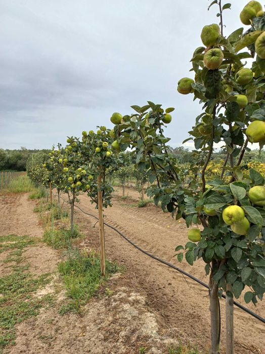 Marmelos de qualidade Extra