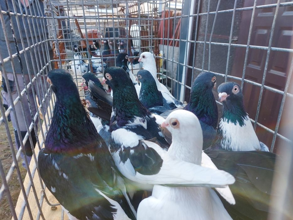 Gołębie sprzedam