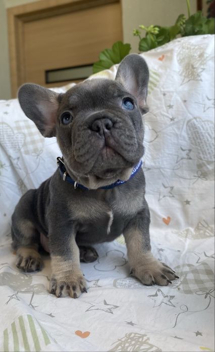 Блакитні , породні хлопчик та дівчинка французького бульдога